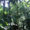 Dans la forêt tropicale